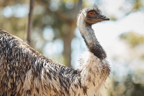 Sydney Taronga Zoo General Entry Ticket - Accommodation VIC 4