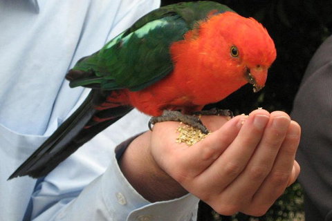 O'Reilly's & Lamington National Park From Brisbane - Accommodation VIC 1
