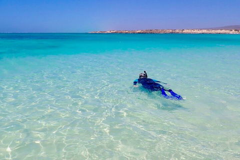 Ningaloo In A Day - Full Day Hike And Snorkel Tour With Lunch - Accommodation VIC 4
