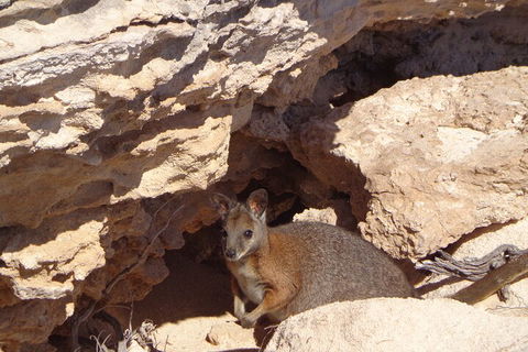 Shipwreck Special Full Day Tour Of The Abrolhos Islands - Accommodation VIC 4
