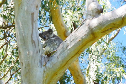 Best Of Moreton Bay Cruise - Accommodation VIC 2