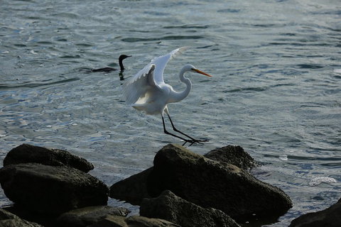 Kayak Tour In Adelaide Dolphin Sanctuary - Accommodation VIC 1