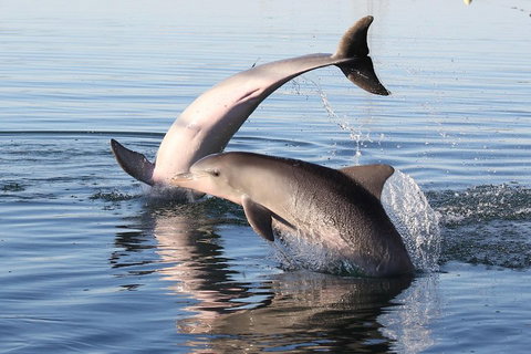 Kayak Tour In Adelaide Dolphin Sanctuary - Accommodation VIC 5