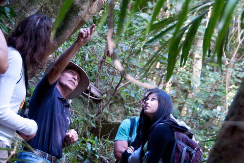 Natural Bridge & Springbrook Waterfalls Tour - Accommodation VIC 4