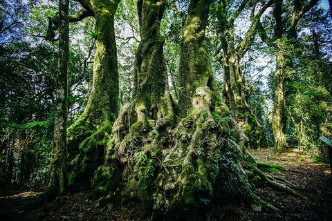 Natural Bridge & Springbrook Waterfalls Tour - Accommodation VIC 5