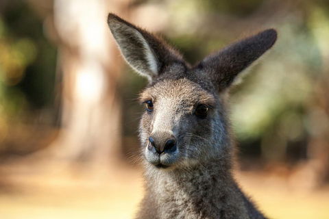 Port Arthur And Tassie Devils Active Day Tour From Hobart - Accommodation VIC 2
