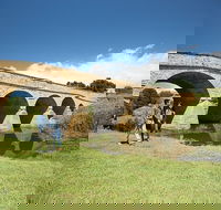 Bonorong Wildlife Park and Richmond Afternoon Tour from Hobart - Accommodation VIC