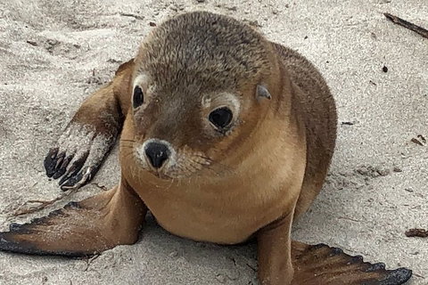 Kangaroo Island Scenic Trail Tour - Accommodation VIC 0