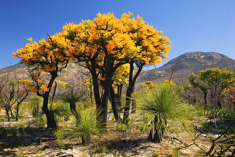 Best Of Perth Wildflower Season Day Trip - Accommodation VIC 3