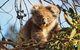 2-Hour Koala Walking Tour In Kangaroo Island - thumb 0