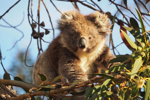 2-Hour Koala Walking Tour In Kangaroo Island - Accommodation VIC 0