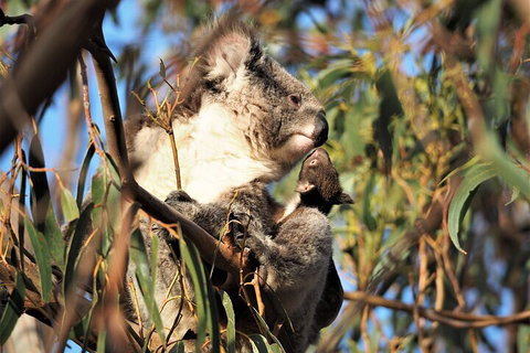 2-Hour Koala Walking Tour In Kangaroo Island - Accommodation VIC 1
