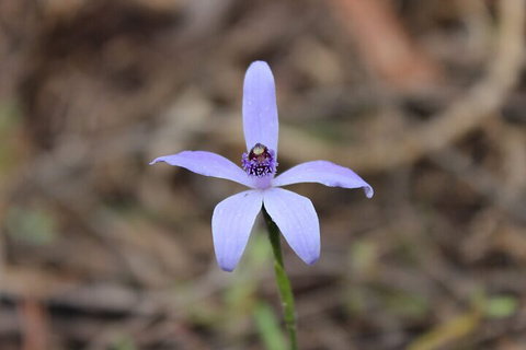 2-Hour Koala Walking Tour In Kangaroo Island - Accommodation VIC 2