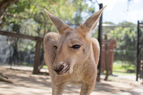 Currumbin Wildlife Sanctuary General Entry Ticket - Accommodation VIC 2