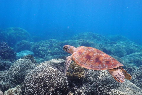 Calypso Outer Great Barrier Reef Cruise From Port Douglas - Accommodation VIC 2