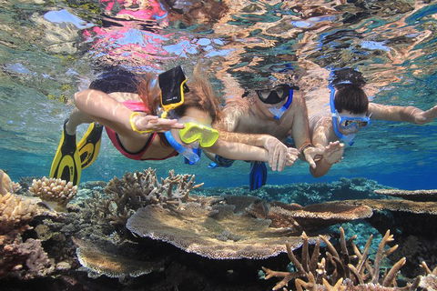 Calypso Outer Great Barrier Reef Cruise From Port Douglas - Accommodation VIC 3