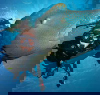 Great Barrier Reef Snorkeling and Diving Cruise from Cairns - Accommodation VIC