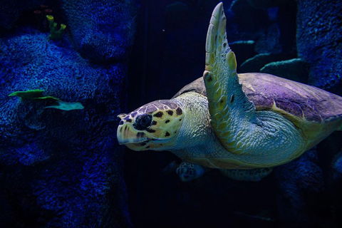 Sydney Attractions Pass: SEA LIFE Aquarium, Sydney Tower Eye, WILD LIFE Zoo And Madame Tussauds - Accommodation VIC 1
