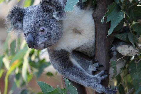 Sydney Attractions Pass: SEA LIFE Aquarium, Sydney Tower Eye, WILD LIFE Zoo And Madame Tussauds - Accommodation VIC 2