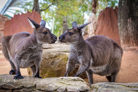 Sydney Attractions Pass: SEA LIFE Aquarium, Sydney Tower Eye, WILD LIFE Zoo And Madame Tussauds - Accommodation VIC 5