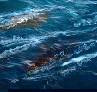 Sydney Whale-Watching Cruise - Accommodation VIC