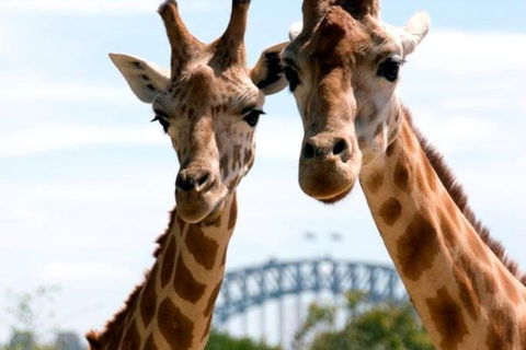 Sydney Harbour Ferry With Taronga Zoo Entry Ticket - Accommodation VIC 1