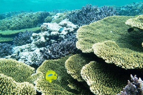 Abrolhos Islands Scenic Flight & Snorkel Adventure From Perth - Accommodation VIC 4