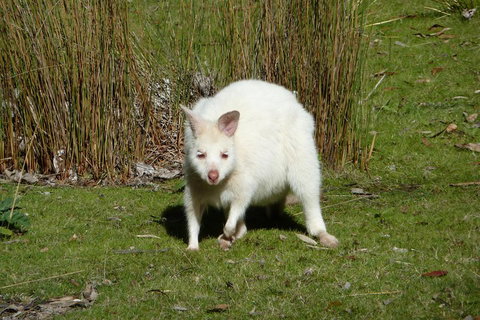 7-Day Super Value Tour Of Tasmania: Explore Tasmania's West And East Coasts - Accommodation VIC 1