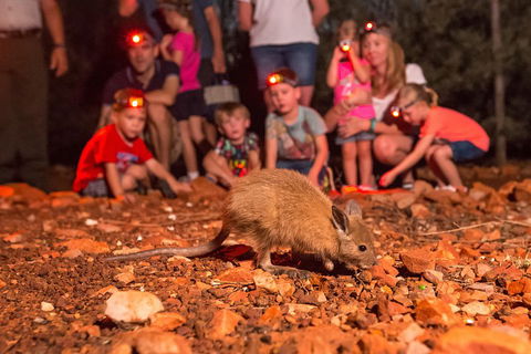 Alice Springs Desert Park Nocturnal Tour - Accommodation VIC 1
