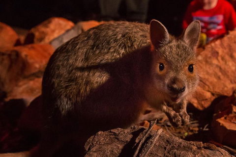 Alice Springs Desert Park Nocturnal Tour - Accommodation VIC 3