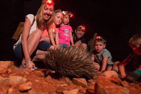 Alice Springs Desert Park Nocturnal Tour - Accommodation VIC 5