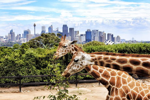 Go City | Sydney Explorer Pass With 20+ Attractions And Tours - Accommodation VIC 2