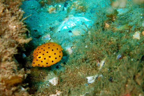 Wave Break Island Scuba Diving On The Gold Coast - Accommodation VIC 3