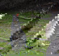 Full-Day Guided Bruny Island Tour from Hobart - Accommodation VIC