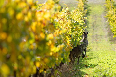 Margaret River 3 Day Escape - Accommodation VIC 4