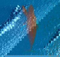 Buccaneer Explorer - Accommodation VIC