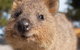 Seaplane Flights Perth To Rottnest Island And Return - thumb 2