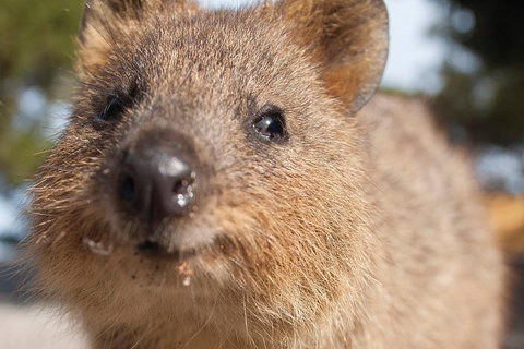 Seaplane Flights Perth To Rottnest Island And Return - Accommodation VIC 2