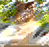 Discover Rottnest with Ferry  Bus Tour from Perth or Fremantle - Accommodation VIC