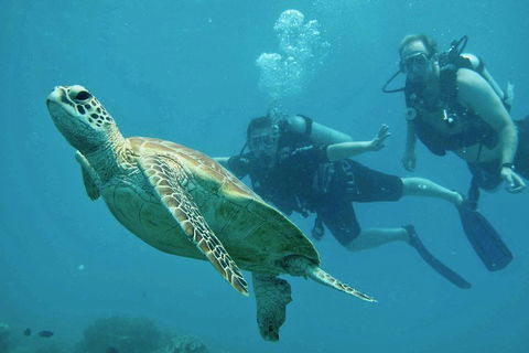 Ocean Freedom Great Barrier Reef Personal Luxury Snorkel & Dive Cruise, Cairns - Accommodation VIC 4