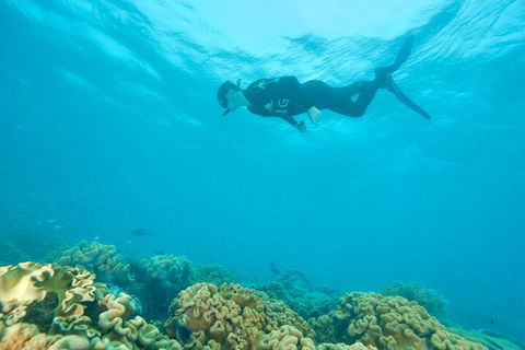 Ocean Freedom Great Barrier Reef Personal Luxury Snorkel & Dive Cruise, Cairns - Accommodation VIC 5