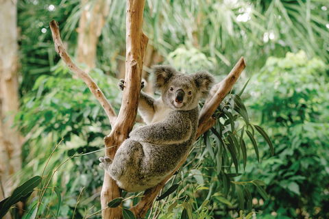 Full-Day Small-Group History And Heritage Tour Of Brisbane City - Accommodation VIC 2