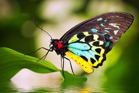 Australian Butterfly Sanctuary - Accommodation VIC 4