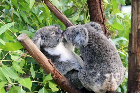 Classic Kuranda By Skyrail And Scenic Railway Including Rainforestation, Koala And Wildlife Park And Pamagirri Aboriginal Experi - Accommodation VIC 3