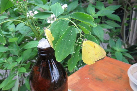 Australian Butterfly Sanctuary- Virtual Interactive Tour With Private Guide - Accommodation VIC 0