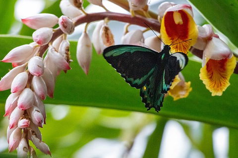 Australian Butterfly Sanctuary- Virtual Interactive Tour With Private Guide - Accommodation VIC 2