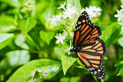 Australian Butterfly Sanctuary- Virtual Interactive Tour With Private Guide - Accommodation VIC 4