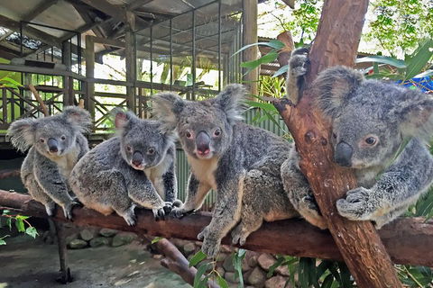 Best Of Kuranda Including Skyrail, Kuranda Scenic Railway And Rainforestation - Accommodation VIC 4