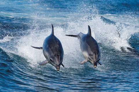 Full-Day Bruny Island Cruises Day Tour From Hobart - Accommodation VIC 5