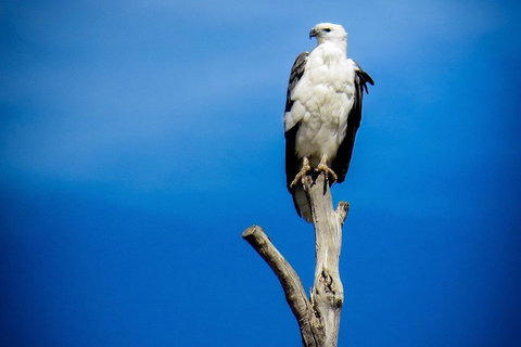 Kangaroo Island 75-Minute Ocean Safari - Accommodation VIC 0